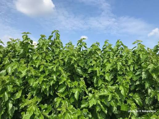 Fodder Plants — Browse 1 varieties